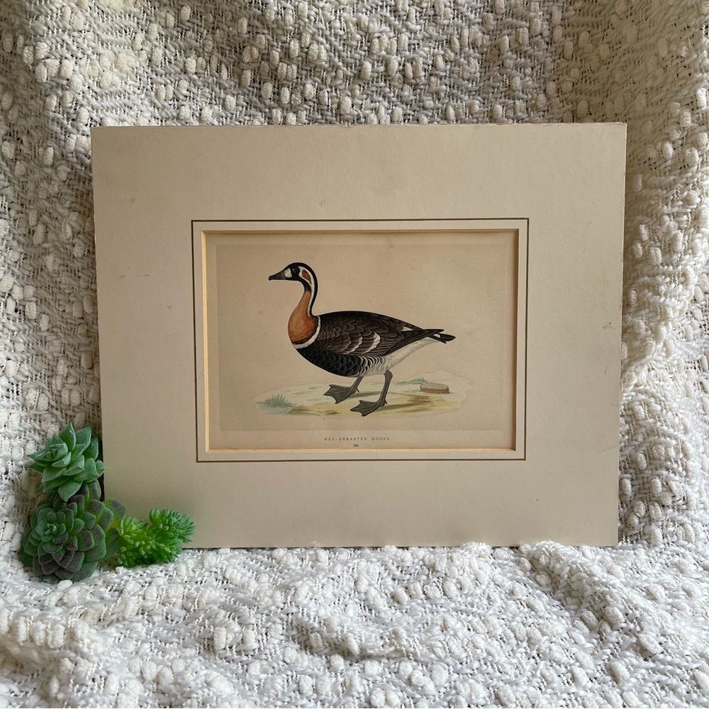 Vintage Print from book of Red Breasted Goose